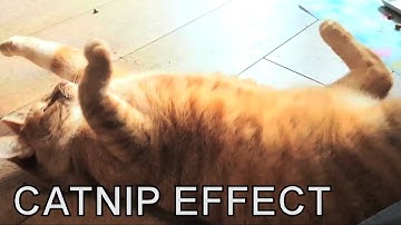 Alvi cat : catnip effect