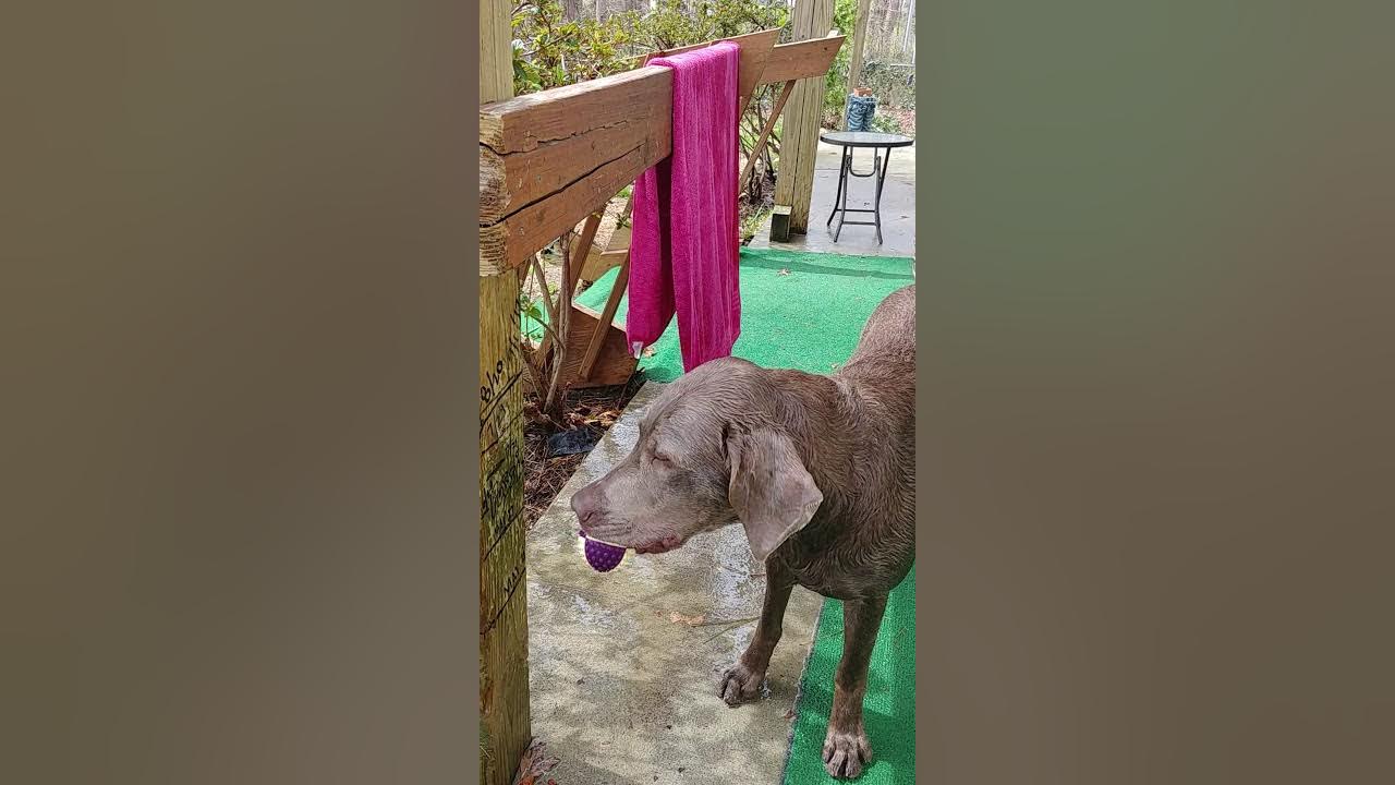 Intex pool home made dog ramp for dogs up to 75 pounds. YouTube