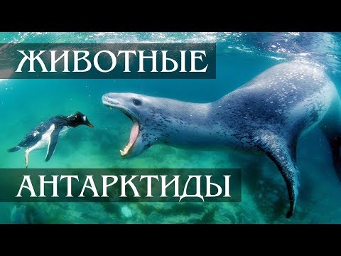 Интересные факты о животных антарктиды