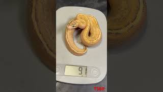 Puma #yellowbell #spark #ballpython #snake