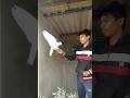 #handtem pigeon #traning