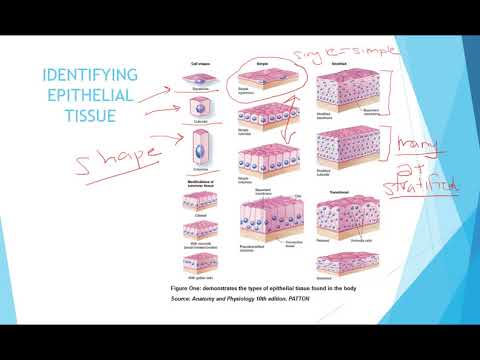 Epithelial and Connective Tissue