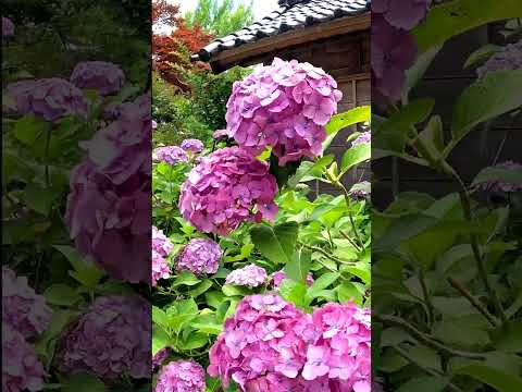 Hydrangea Temple (本興寺) & Soba Ice Cream Outside Kanazawa (金沢) Ishikawa Prefecture - Japan Travel 紫陽花