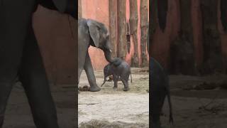 Baby #elephant learning to walk #animal