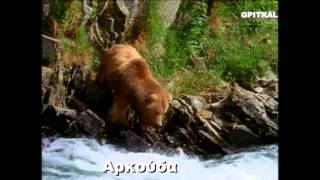 Ταξίδι στους Πάγους 10 Αρκούδα Χειμερία Νάρκη - YouTube