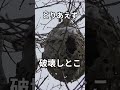 季節外れの蜂の巣をエアガンで破壊#short#スズメバチ駆除