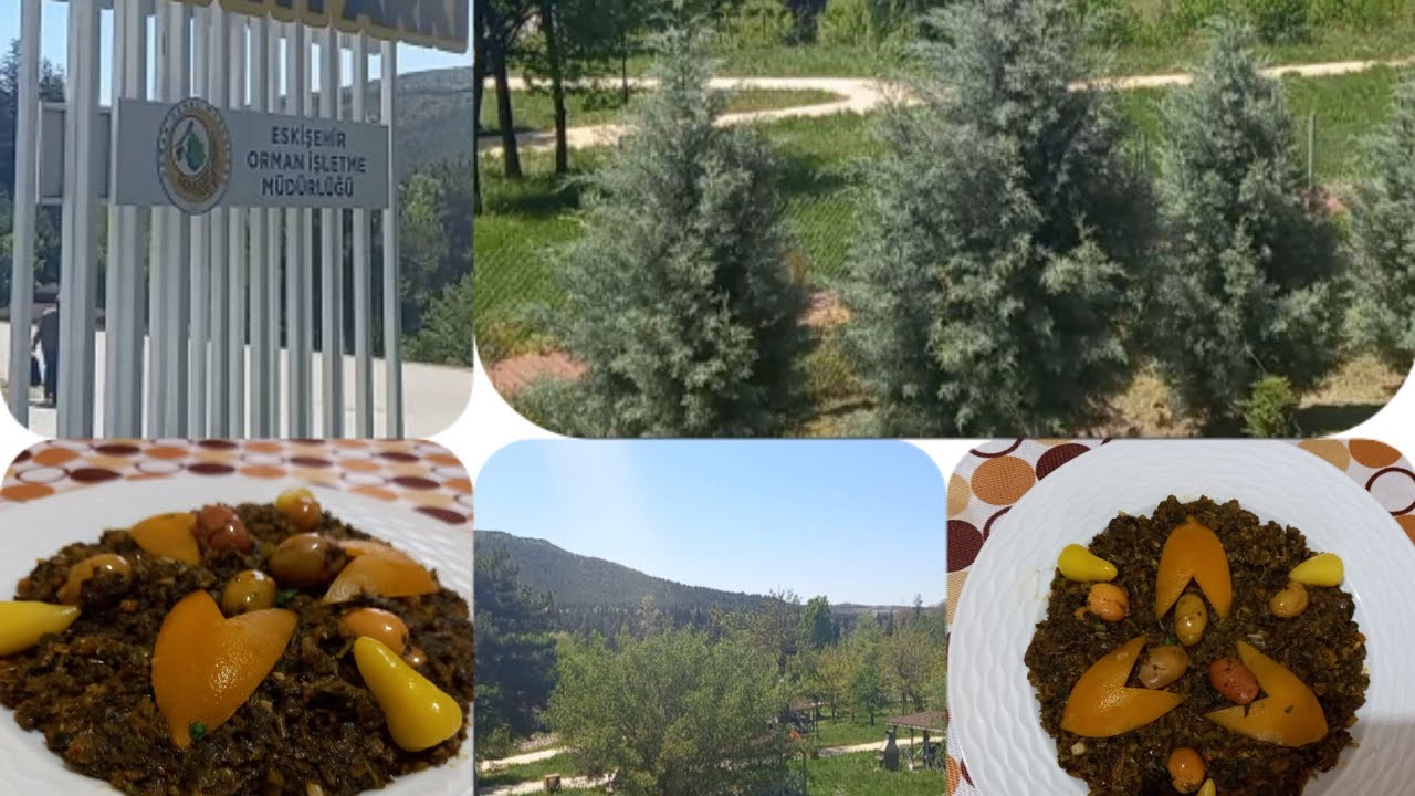 خرجة مع الأصدقاء إلى الطبيعة.(bark orman  fidanlari)مع طريقتي في تحضير البقولة(الخبيزة ).