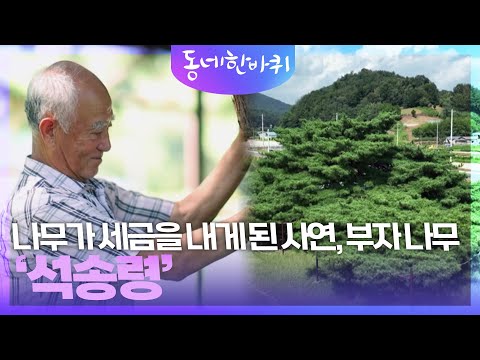 <strong>나무가</strong> 세금을 내게 된 사연, 부자 나무 ‘석송령’ [동네 한 바퀴] | <strong>KBS</strong> 241005 방송