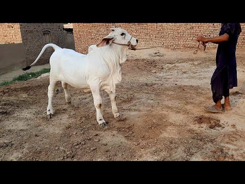 Janwar ka Shoq - YouTube