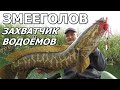 ЗМЕЕГОЛОВ - Захватчик водоёмов