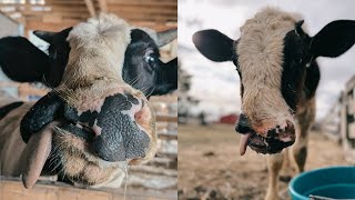 Calf with Cleft Palate Nearly Euthanized