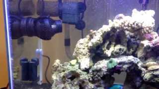 New Jebao wp 25 in 20 gallon tank (pt.2)