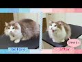 【ZOICナビ】ゾイックNキャッツトリートメントインシャンプーご紹介動画