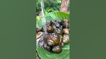 SIMPLE but very USEFUL with a lot of Snail #survival #bushcraft #forest #outdoor