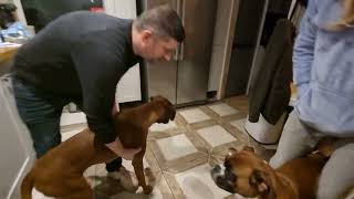 boxers love parties too! by Layla the Boxer Dog 4,007 views 2 years ago 59 seconds