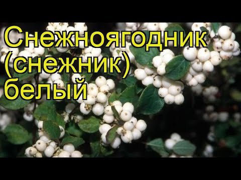 Снежноягодник белый. Краткий обзор, описание характеристик symphoricarpus albus