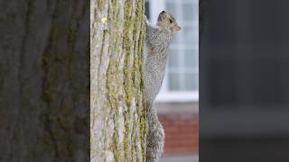 #SquirrelLife