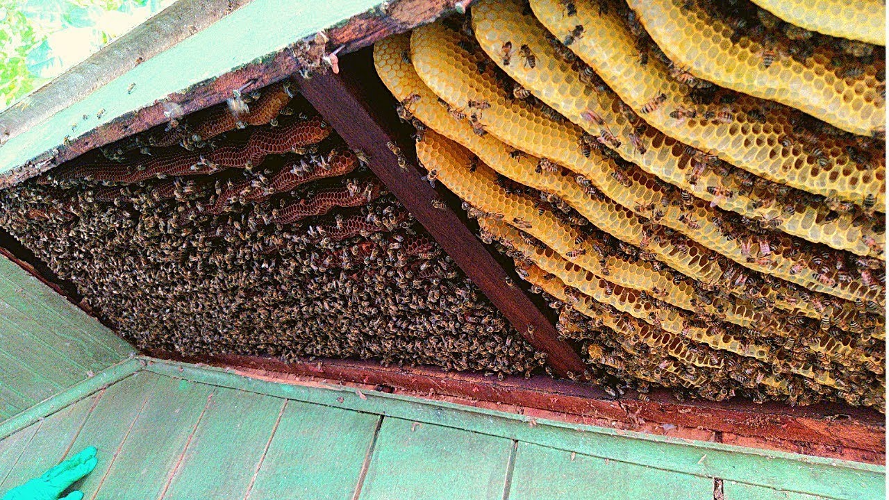 Resgate de Abelhas - Enxame Muito Grande 🐝🐝🐝 - CAPTURING BEE