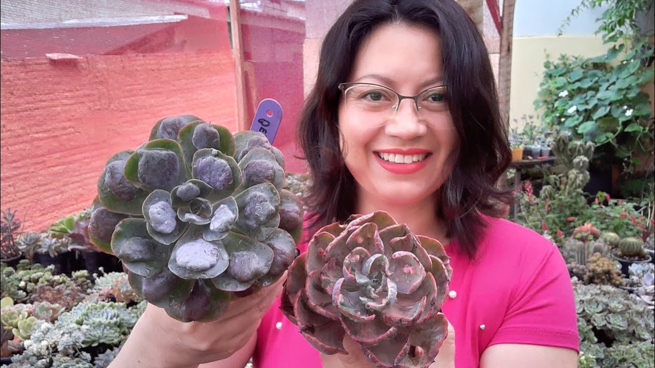 Beyonce que NÃO É Beyonce 😳 Dec@pitªção/ Degol@