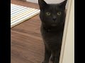 COMPILATION: Cats talking like humans - Proof that cats can talk | CONTENTbible