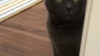 COMPILATION: Cats talking like humans  Proof that cats can talk | CONTENTbible