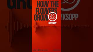 How The Flowers Grow » ft. Pixx (Jan Blomqvist Remix) #shorts