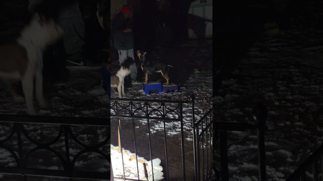 working the dogs off lead on the box. Tunnel vision dog training 💪🏿 🙌