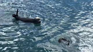 Sounds of mother sea otter and pup screenshot 5