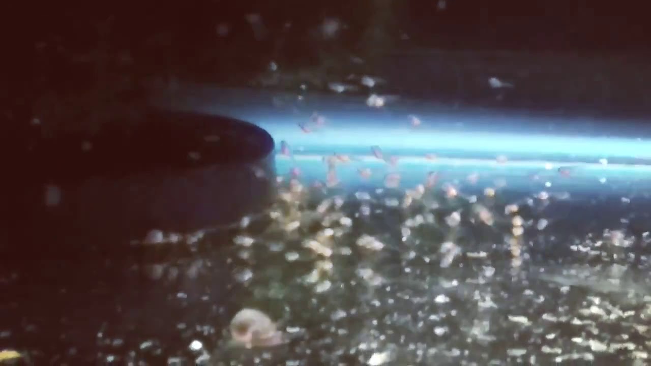 Baby Angel fish hatched Feb 10 for sale from Tropical Fish Keeper - YouTube