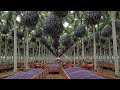 A MAIOR FAZENDA DE AÇAI DO MUNDO!