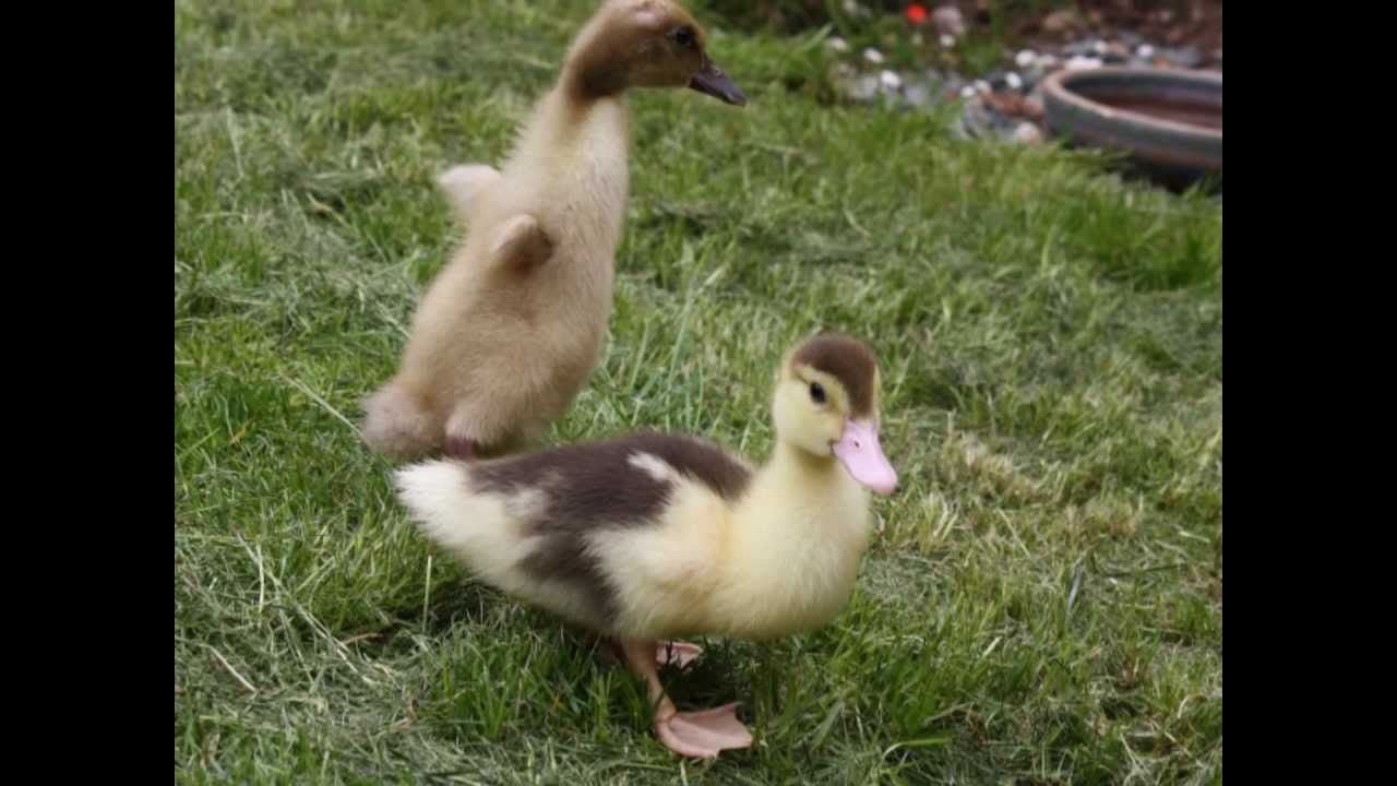 Muscovy Duck Growth Chart