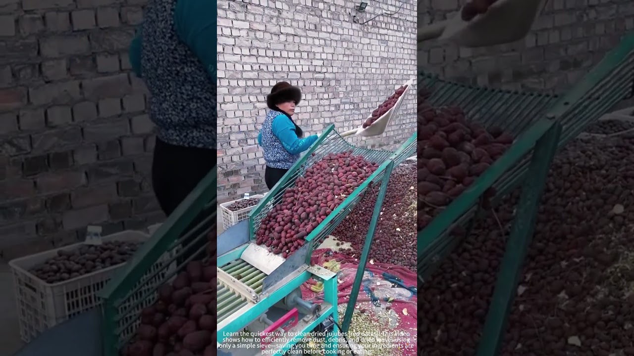 Cleaning Dried Jujubes with a Sieve! 🌪️