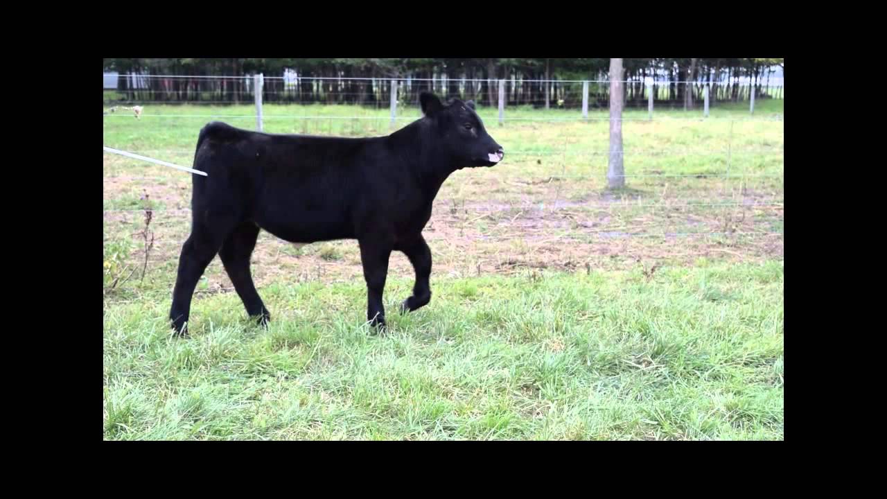 Midway Farms 2015 Lot 8 YouTube