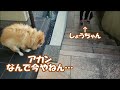 コタ大失態!!まさかの結末に…なんで今やねん…【帰省編2021お正月】