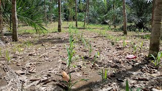 pengendalian gulma jagung. penanganan cepat musim hujan
