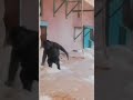 share your Bestfriend 🐒🐒 #shorts #bhfyp #bestfriend #viral #tranding #monkey #youtube #fataka #more