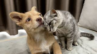 The Cat’s Reaction to Meeting an Abandoned Puppy for the First Time