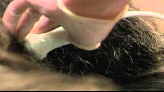 Chattanooga Zoo Chimp Gets High-Tech Heart Check