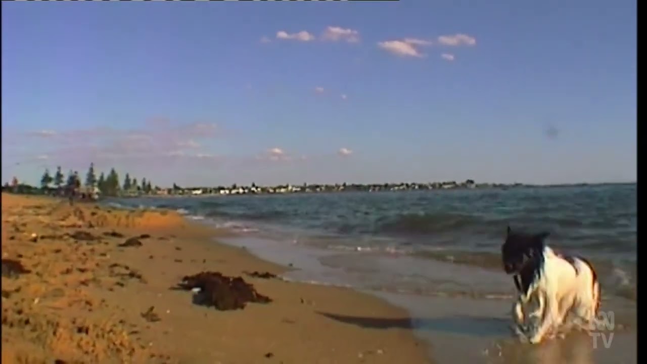 Forrest - The Forrest Frolic (John Safran's prank on Rage)