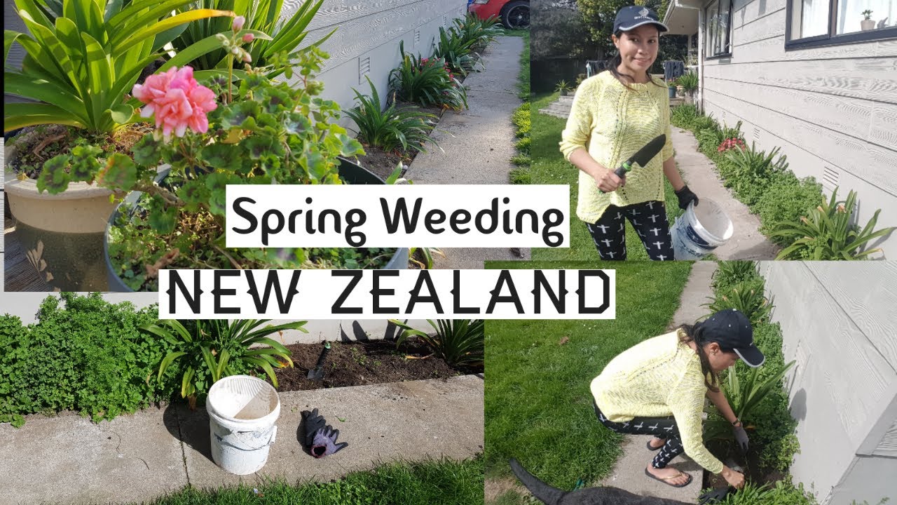 let's pull out weeds from our garden | spring weeding