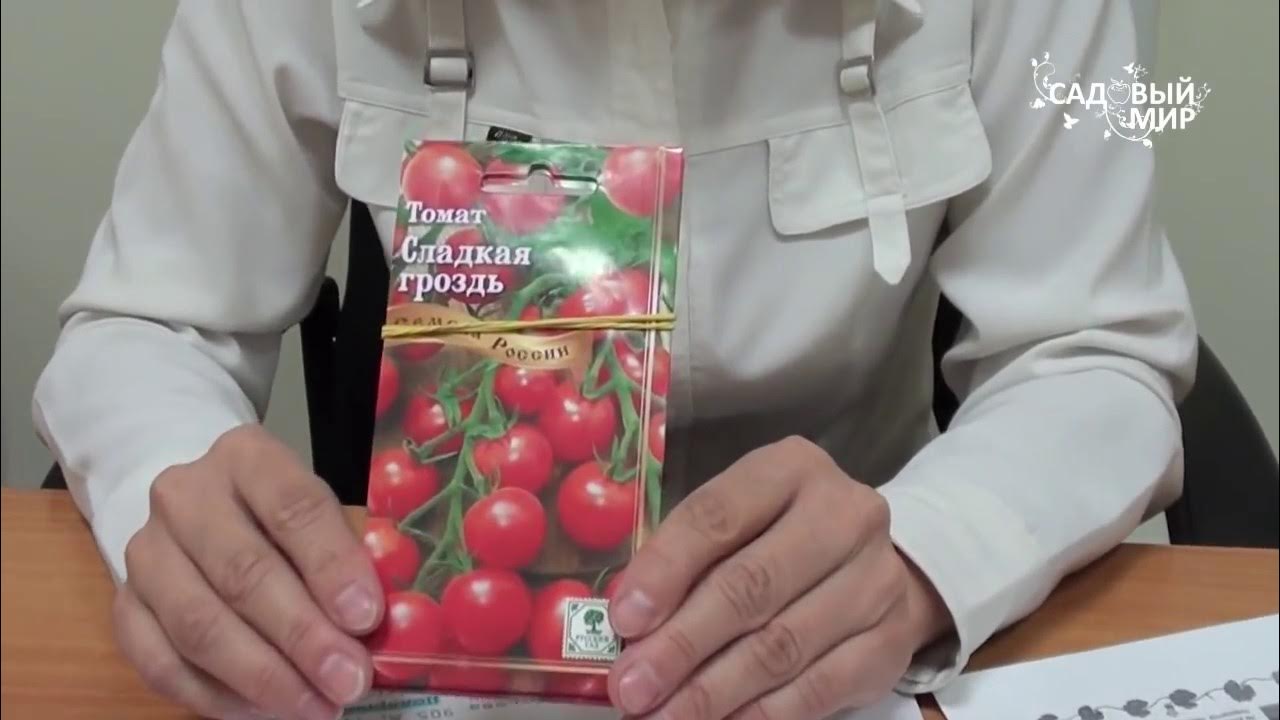 Томаты, устойчивые к фитофторозу Выбираем сорта. Сайт "Садовый мир ...