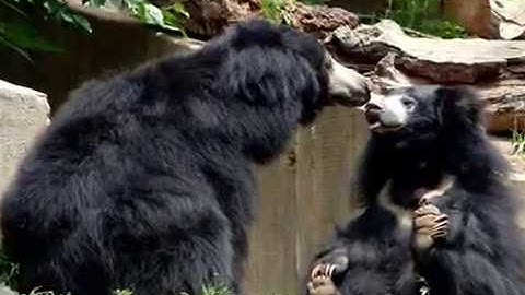 Daroji Bear Sanctuary Karnataka Bird Festival Hampi Daroji Bear