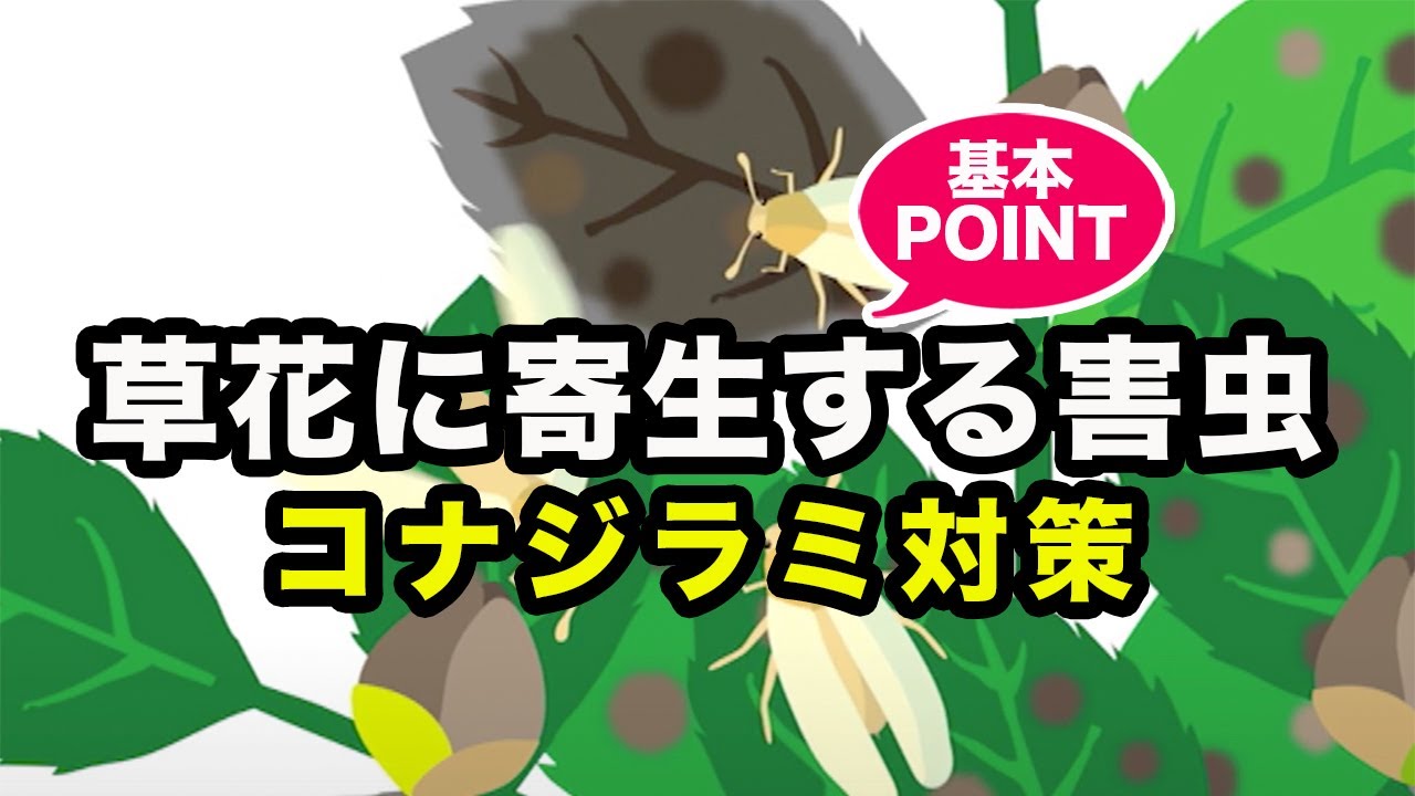 草花に寄生する害虫コナジラミとは 発生する原因や対処法 予防策などについて解説 となりのカインズさん