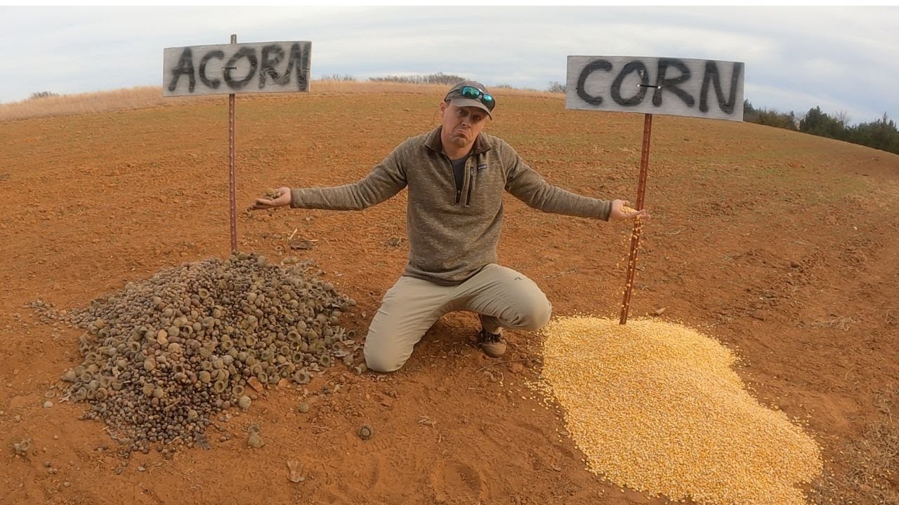 Love Corn - Acorn-i