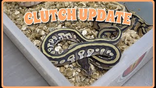 Combo Double Het MJ Lightning Pied Clutch Update