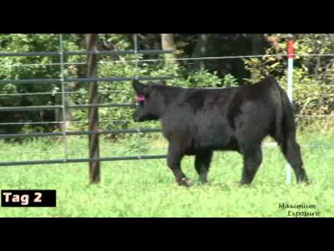 Raml Show Steers Online Sale Tag 2