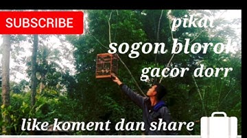 Pikat sogon paling ampuh...  Sogon blorok Gacor dorr