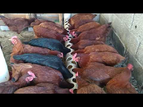 Vídeo: Com Alimentar Les Gallines Ponedores A Casa