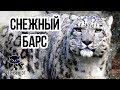 ✔ Снежный барс (ирбис) - большая дикая кошка, живущая высоко в горах