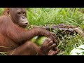 Coconut Conflict and Social Dynamics